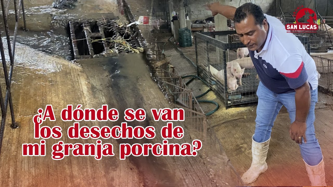 ¿A dónde van los residuos de una Granja de Cerdos? 🐷 | Granja San Lucas