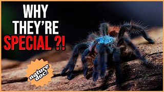 Have we found the Antilles Pinktoe Tarantula in the wild?