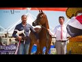 MENTON 2017 | ARABIAN INSIDER | #EPISODE PRESHOW