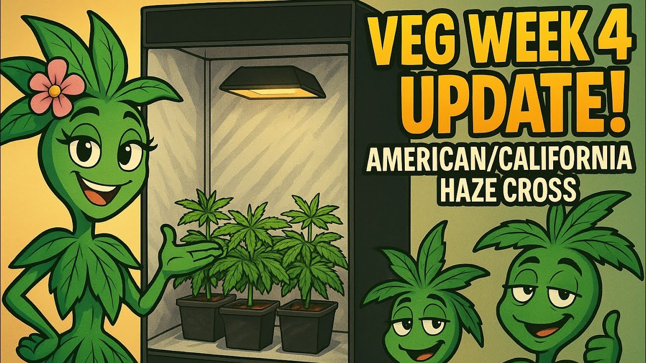 Veg Week 4 Update! 🌱 American/California Cross 