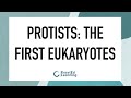 Protists the first eukaryotes