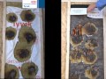 Tyvek® FireCurb™ Housewrap FireClass B vs 3-layer FireClass E