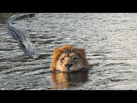 ЛЕВ Не Заметил КРОКОДИЛА. Вот Что Было Дальше...