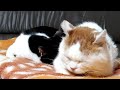 かご猫ライブ 191115