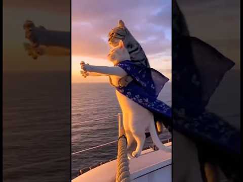 JACK e ROSE versão GATINHOS by Real or Game