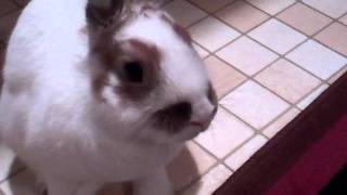 Close Up And A Yawn.mp4