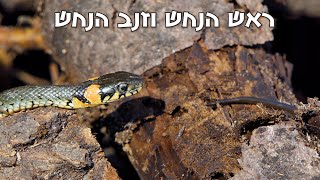 ראש הנחש וזנב הנחש - סיפור זן קצר