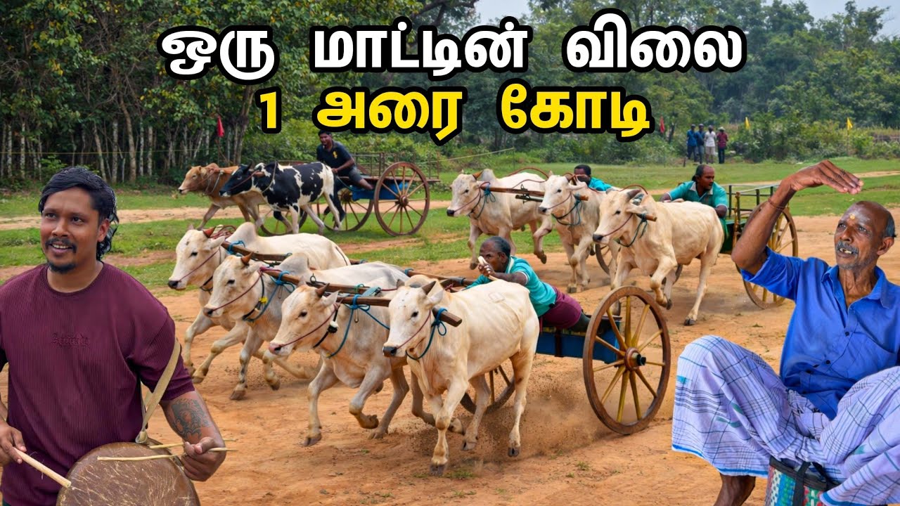 1 அரை கோடி மதிப்பான மாடு முல்லைத்தீவில் நடந்த சம்பவம் 🐂 / Tamil Bros