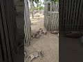 KANGURU DI MERAUKE Animals Kangaroo Deer Papuaindonesia Saveanimals 