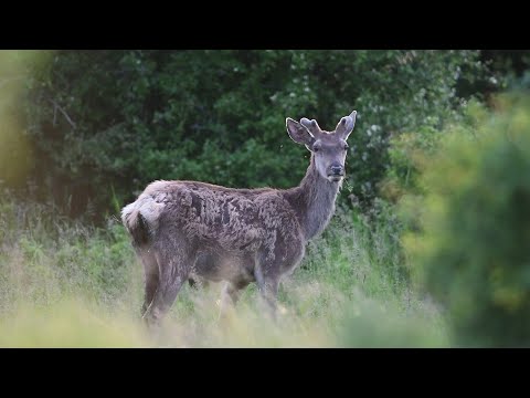 M5 TV – Erdei utakon – Reviczky Gáborral – 2022/19. adás – 2022.05.07.