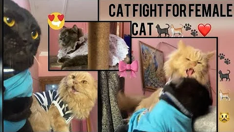 Watch the video about Cat fight 🐈‍⬛🐈🐾for female cat Yildiz 🦁 Bobo ne panther🐆🐈‍⬛ke kapde🤭phad 🐾😾diye