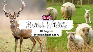 Relaxing English Story 🦌british Wildlife🐑cefr B1 | Level 4-5 | British English Listening Practice