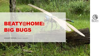 Beatyhome Big Bugs