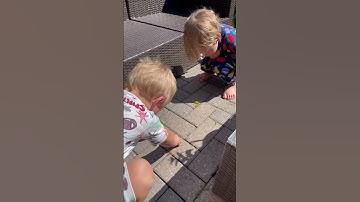 Poisonous Dagger Moth Caterpillar, Don