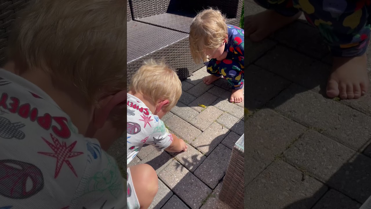 Poisonous Dagger Moth Caterpillar, Don't Touch 