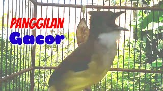 Download Lagu Panggilan CUCAK JENGGOT Gacor Panjang Buat Bahan MP3