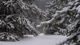 Magical Snowy Forest ❄️ Falling Snow & Relaxing Music | 2 Hour screenshot 5