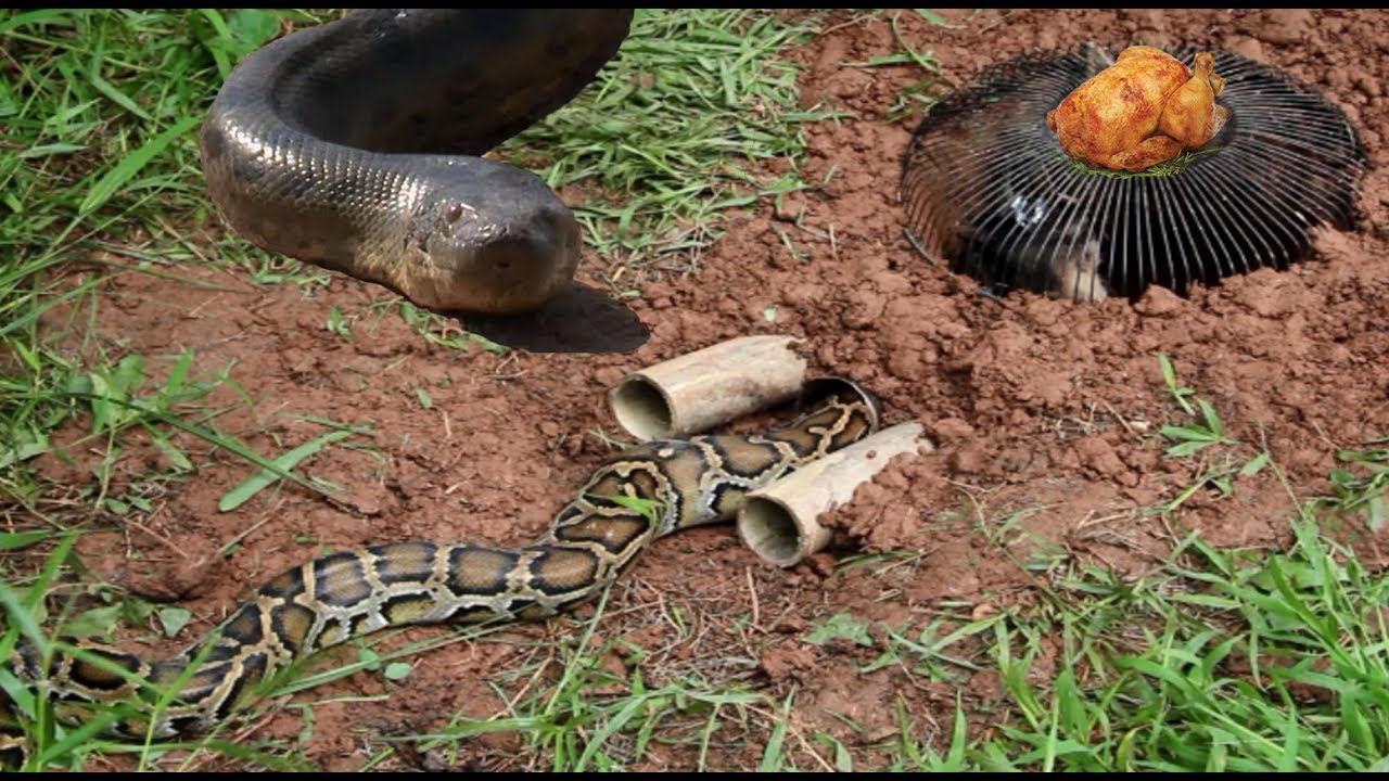 natural life mugs Best Trap - The Man Make Trap Using Bamboo Tube And Fan To Catch Snakes The Forest Is Near The House