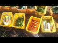 出荷用野菜の洗い方根菜類と葉物類との違いなど201124