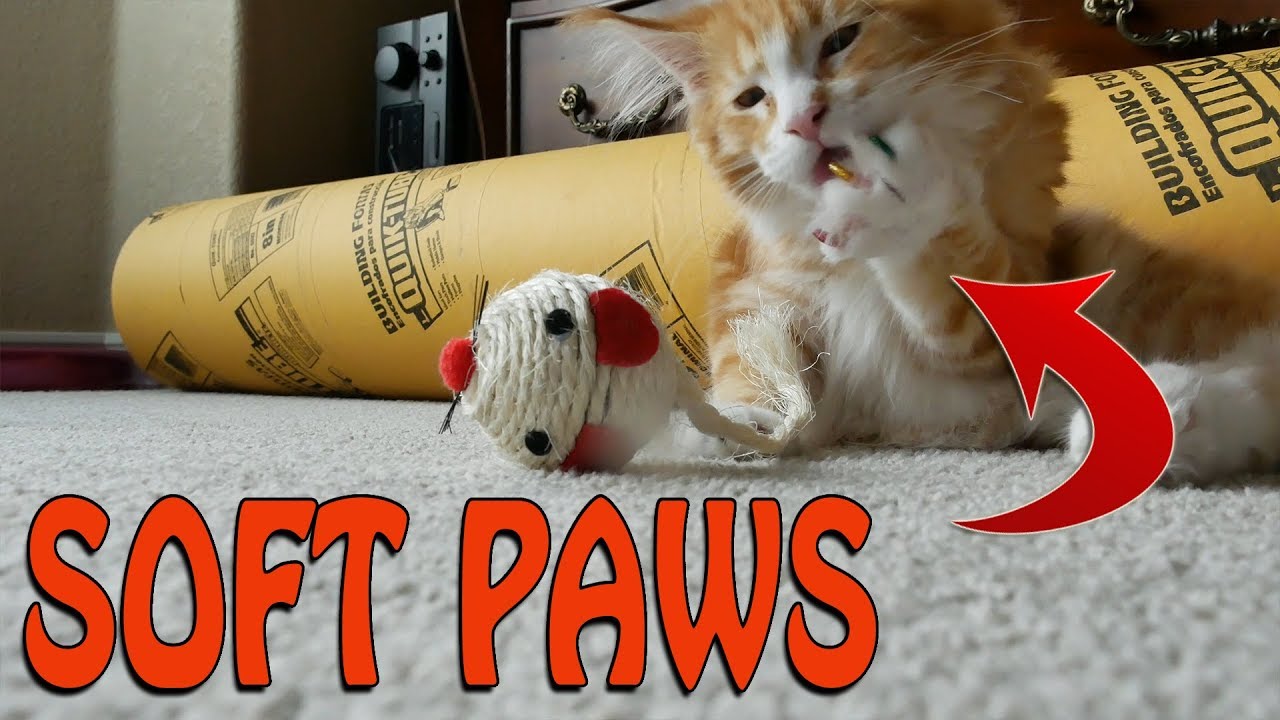 Are Soft Paws And Soft Claws The Same?