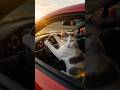 🚗 POV: Your Uber driver is a cat 🐾😂 #shorts #catvideos #shortsvideo