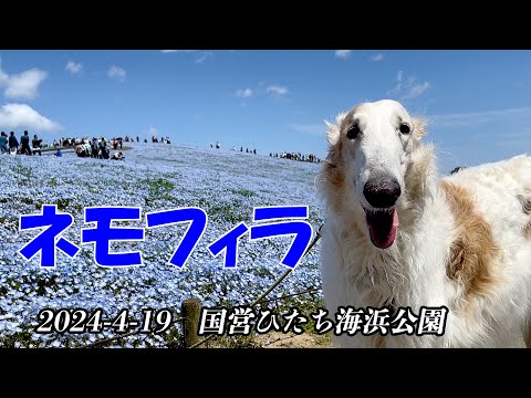 青い絨毯 /ネモフィラ ・ひたち海浜公園　ボルゾイ散歩