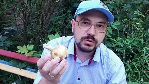 Суть России: что такое арзамасский лук