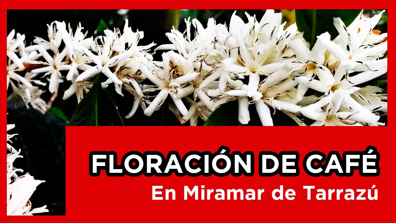 ▶ LA FLORACIÓN DEL CAFÉ, MARAVILLA EN TARRAZÚ 😀