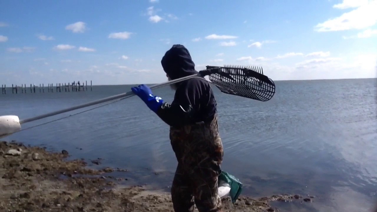 Clamming on Barnegat Bay YouTube