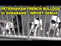 PETERNAKAN FRENCH BULLDOG DI SEMARANG - MATERINYA IMPORT SEMUA の動画、YouTube動画。