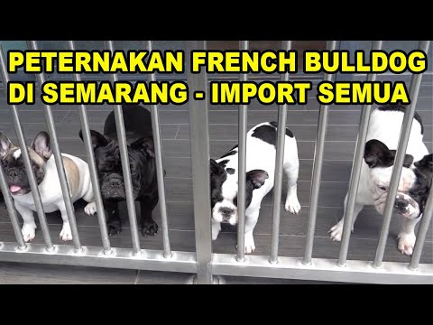 Video: Cara Memandikan Anjing Mengandung: 11 Langkah (dengan Gambar)