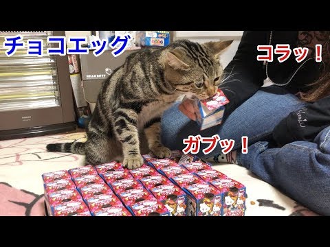 妹のチョコエッグ開封中にスリスリ甘えていたずらして怒られてしまった猫w
