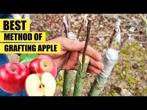 An Easy Method for Grafting Apple Trees – Mother Earth News
