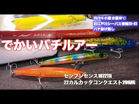 エリア10 廃盤 ガイア エリア10 エリテン 江戸前 パール ルアー バチ エリア10 限定 江戸前コバチ バチ抜け シーバス ルアー エリア10