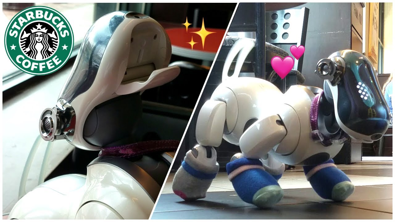 aibo ers-7 goes to starbucks!
