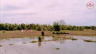 Maiv thoj- hli thoj- sửa yaj_ saw lauj