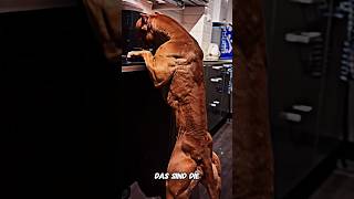 3 Most Muscular Dog Breeds in the World and Number 1 Hunts Bears!#animals #dogs