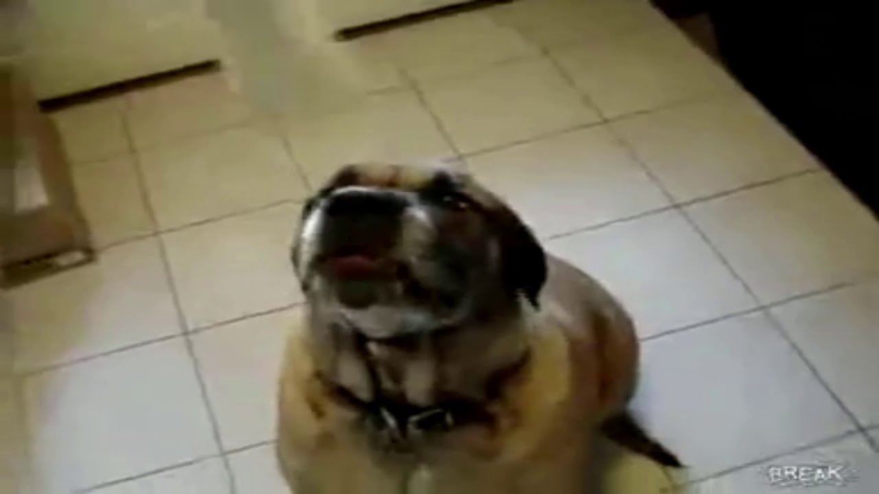 Dog Exhales Burrito YouTube