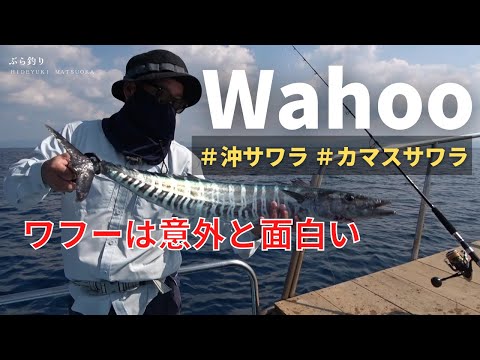 【Wahoo】ワフーは意外と面白い！釣友との釣りは楽しい・・・＃沖鰆＃カマスサワラ