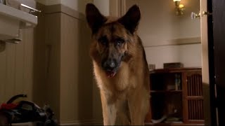 Desperate Housewives s1e8 fragment - The smart dog