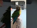 Green cheek conure preening #birds