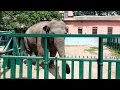 Одесский Зоопарк - 2020 / Odessa Zoo