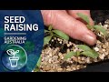 Seed Raising | Growing Fruit and Vegies | Gardening Australia