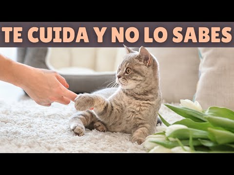 Video: 15 fotos que resumen tu reacción cuando un gato se duerme contigo