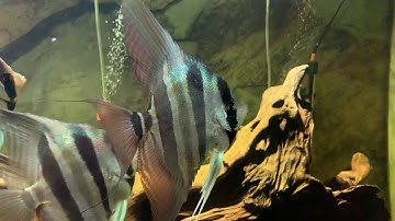 Altum angelfish - cá thần tiên ai cập