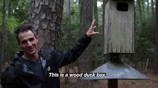 #1 tip if you're going to put up a nest box for birds