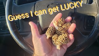 Morel Mushrooms! Guess I can get Lucky!
