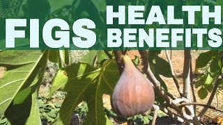 Amazing Figs: Cultivation, Health Benefits & Nutrition Facts screenshot 5