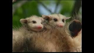 Baby Talk  Animal Communication 1998 VHS rip