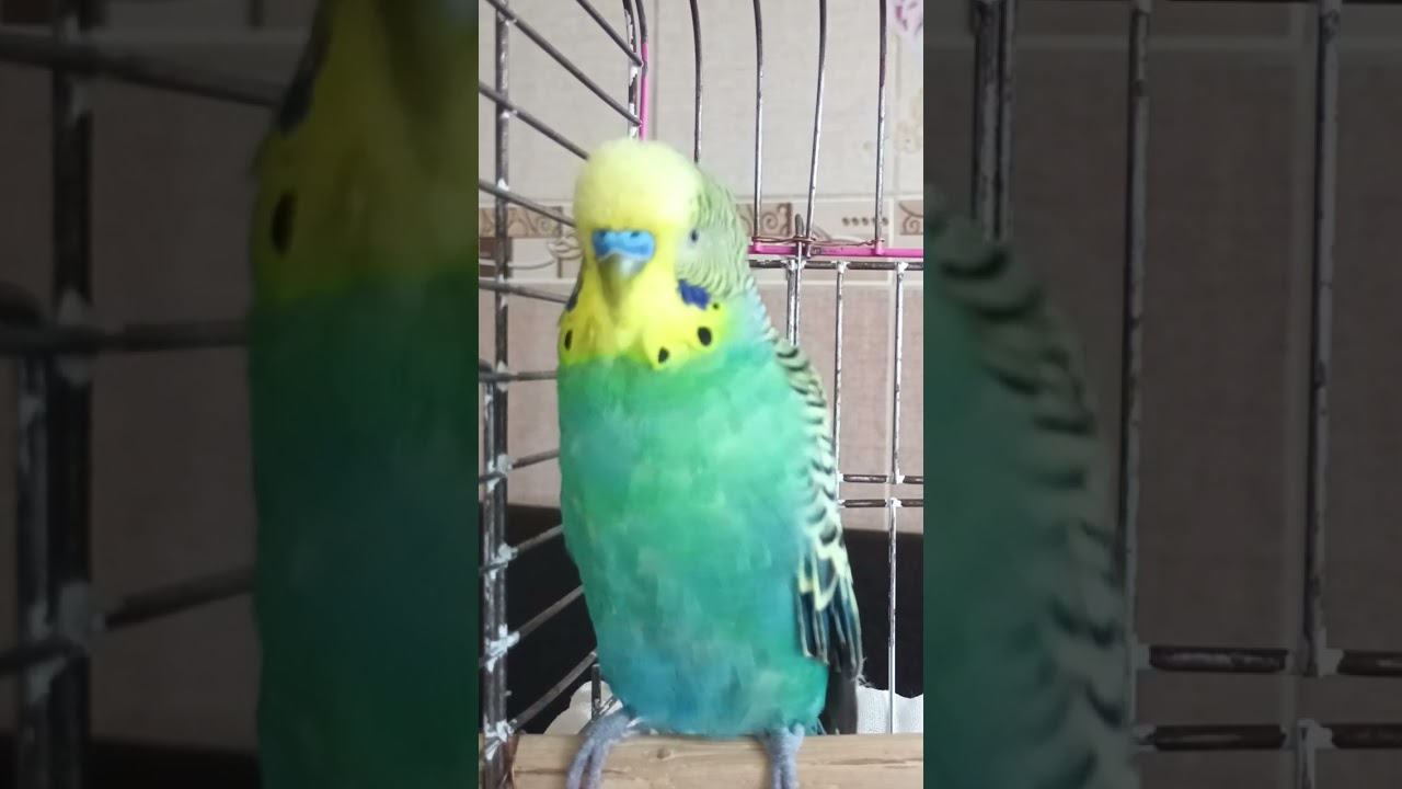 Dinlet Gelsin #birds #blackfacebudgie #birds #parrot #parrot #talkingparot #budgies #budgies #funny